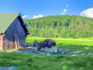 valea-zimbrilor