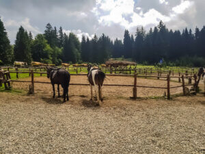 spiritul-cailor-poiana-brasov