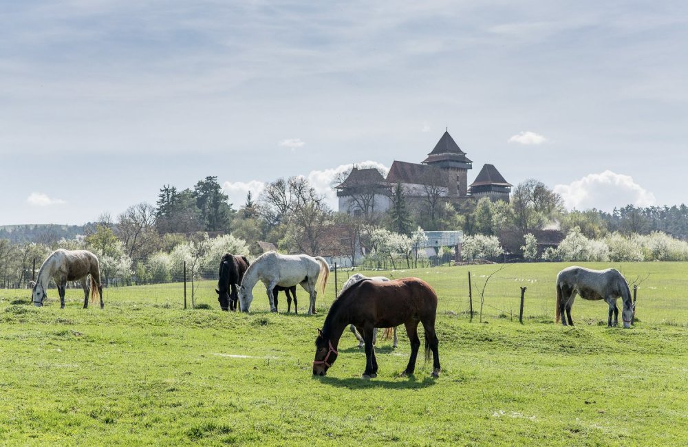 transylvania-on-horseback-viscri trail ride